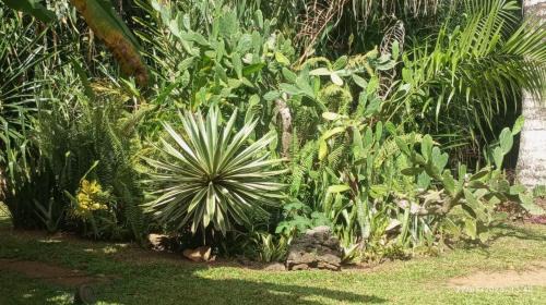 Las Terrenas Casa | bungalows tropicaux Jardin exotique