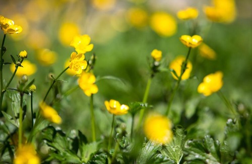 Warburton Cama Y Desayuno | Buttercup Hill
