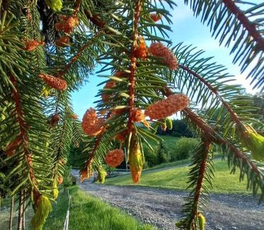Tiha Bargaului Casa | Cabana Anna Colibita