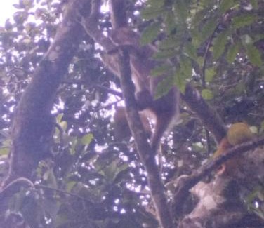Ilha Grande Casa | Cachanga