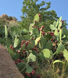 Makkah Province Chalet De Esquí | Cactus Bloom زهرة الصبار