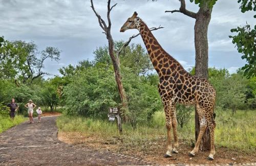 Hoedspruit Cabina | Call of the Wild Lodge