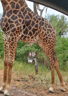Hoedspruit Cabina | Call of the Wild Lodge