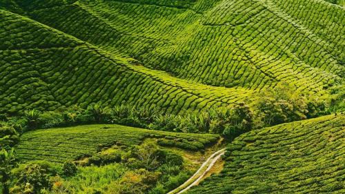 Brinchang Apartamento | CAMERON HIGHLAND CENRTUM BRINCHANG Homestay By Dcozy 6-7pax