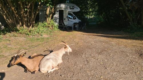 Feldkirchen bei Graz Otro | Camping - Bring dein Zelt oder Van und erlebe unseren Verein!