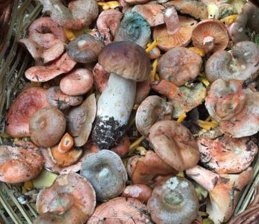 Planoles Otro | Camping Can Fosses