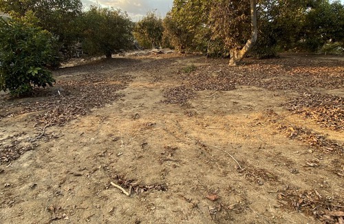 Fallbrook Alquiler De RV | Camping in the Avocados with Mountain river views