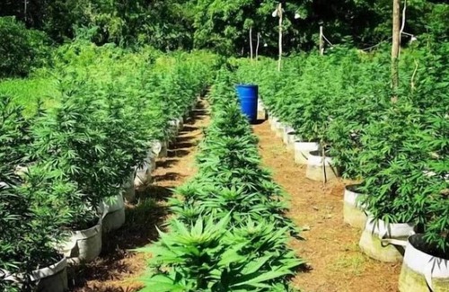 Little Bay Casa | Cannabis friendly B&B at Hayley's Paradise.