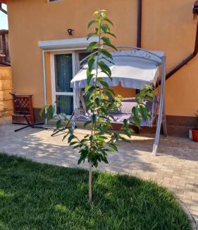 Buzau Casa | Casa Anton Buzău