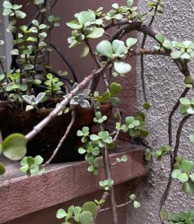 San Miguel de Tucuman Apartamento | Casa