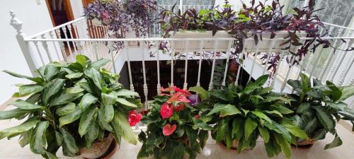 Farajan Casa | Casa Carmen