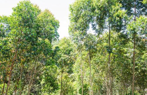 Flores da Cunha Casa | Casa Container FIGO em meio a natureza na Serra Gaúcha
