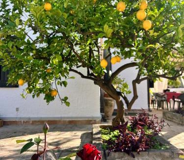 Recanati Apartamento | Casa del Sileno 12