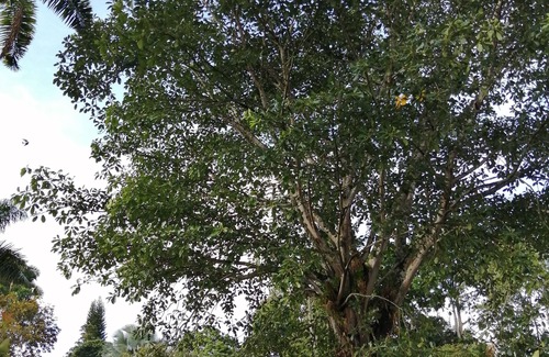 Pereira Cabaña | Casa En El Arbol