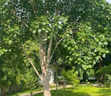 Chau Duc Casa | Casa Khang - a peaceful cottage close to HCMC