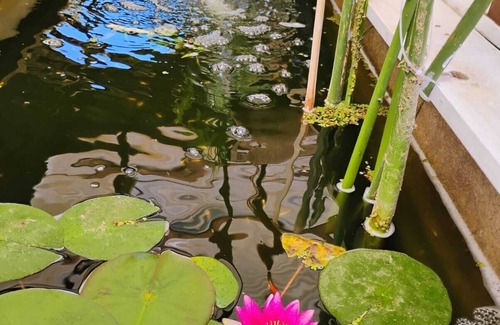 Paine Casa | Casa Niwa Koi Entre Peces