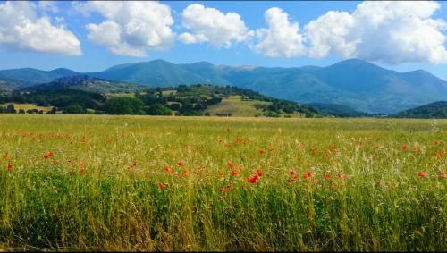 Fiuggi Cama Y Desayuno | Casa per Ferie Metamorphosi