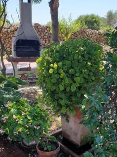 Ciudadela Casa | Casa rural 6-9 personas