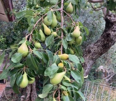 Sant'Elia Fiumerapido Apartamento | Casa Sisù-Appartamento immerso negli ulivi