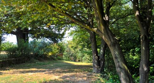 San Salvatore Monferrato Casa | Casa sull'Albero Aromantica