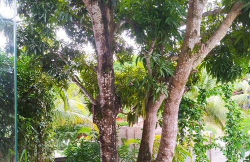 Jacuipe Cabaña | Casa Verde Paz , Natureza e Silêncio, Perto da Praias, Longe da Confusão