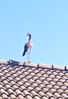 Igaracu Do Tiete Casa | Casa Vista Alegre