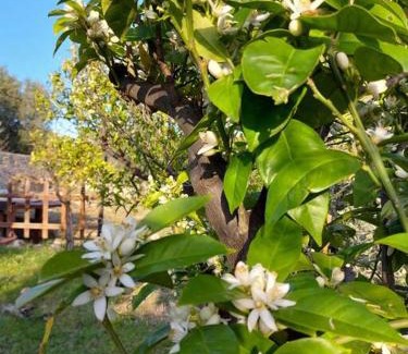 Monte Sant'Angelo Apartamento | Casale Santa Maria di Pulsano - Gargano