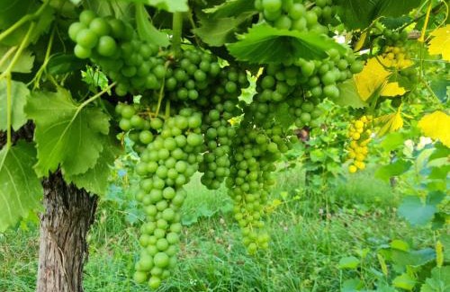 Cunettone-villa Casa | Cascina Monte Tivino