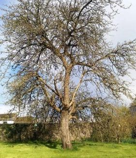 County Meath Casa | Castletownmoor Clinic & Permaculture Farm