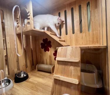 Hat Yai Otro | Cat Hotel Hatyai by Krissana Mansion cat only
