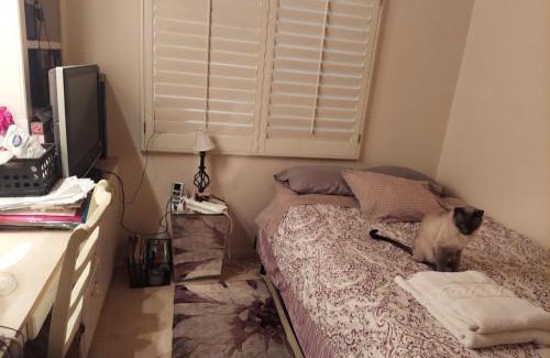 Paradise Casa | CATmosphere 2