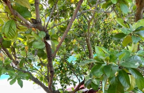 Belize City Casa | CentralCity “Paradise” Private Mini Resort & Pool