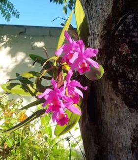 Meaipe Casa | Chalé Orquídea Praia de Meaípe - Guarapari, Espírito Santo