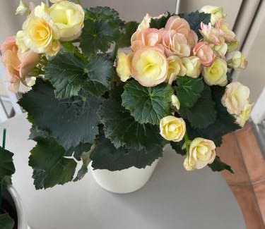 Flandres Casa | Chambre chez l'habitant avec Salle de bain à partager - homestay