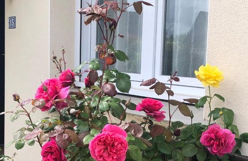 Sene Casa | Chambre chez l'habitant "Les Roses de Séné"