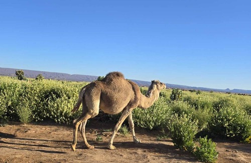 Zagora Alquiler De RV | Charming Berber camp in Mhamid Desert