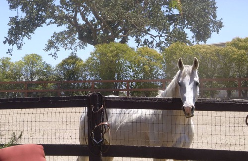 Santa Ynez Cabaña | Charming upstairs Cottage located in the heart of the valley
