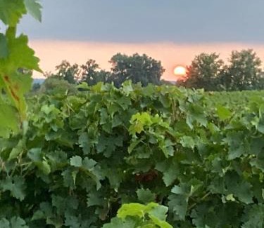 Blasimon Cama Y Desayuno | Chateau Haut Cazevert