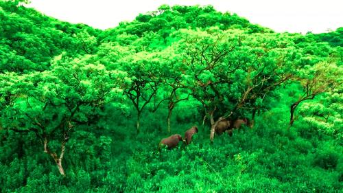 Southern Nations Cabina | Chebera Elephant Paw Lodge