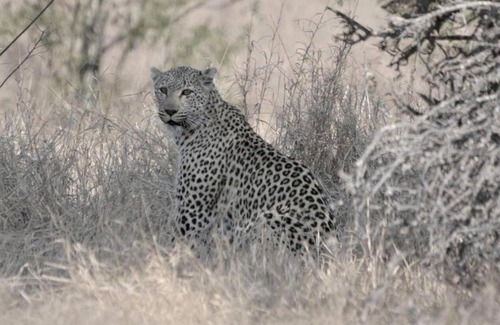 Marloth Park Apartamento | Chelesa by Kruger Nights
