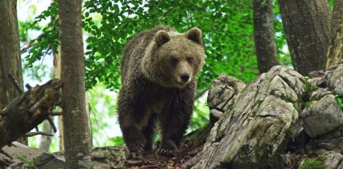 Kozarisce Casa | Cherry house - cosy house - ideal for bear watching, in the neighborhood of the medieval Snežnik castle