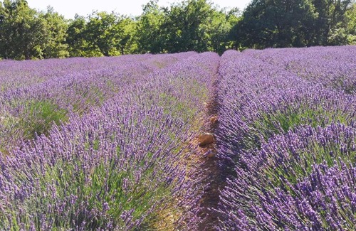 Sainte-Croix-du-Verdon Apartamento | Chez Géraldine .