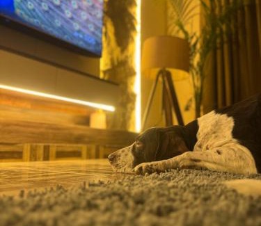 Mohali Apartamento | Chobara707- Your Escape for Movies, Memories & Magic