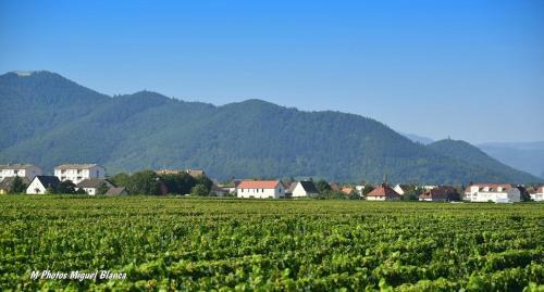 Ingersheim Casa | COLMARandCo au coeur des vignes