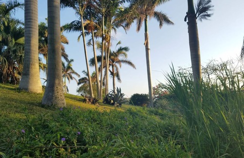 Highgate Cama Y Desayuno | Coral Hill B & B - Royal Palm Suite