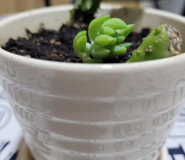 Aimogasta Apartamento | Cordon del Velazco