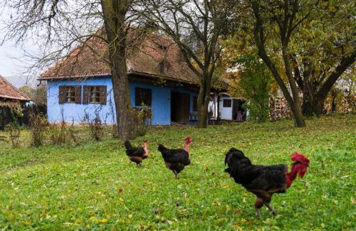 Miclosoara Casa | Count Kálnoky's Transylvanian Guesthouses