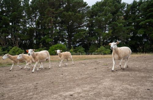 Balnarring Casa | Country Home Stay, Animals, 2 Properties Sleeps 15