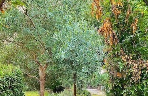 Freestone Cabaña | Cozy Studio Loft, Cute Serene Space in the Woods!