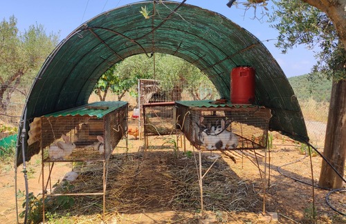 Varipetron Cabaña | Cretan Rural Living in Olive Grove Cottage